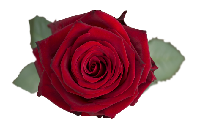 <h4>R GR EXPLORER Naranjo</h4>