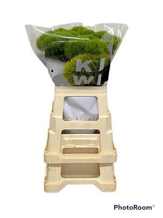 <h4>Di Barb Kiwi Mellow 60 Cm Olij Exclusive</h4>