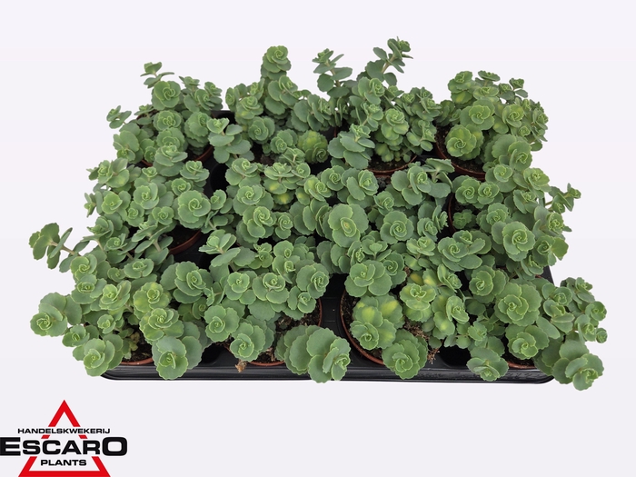 arr8 Sedum Sieboldii