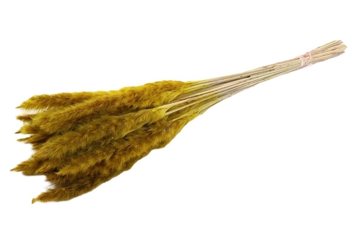 Bunch Fluffy Pampas Slv 35g L70