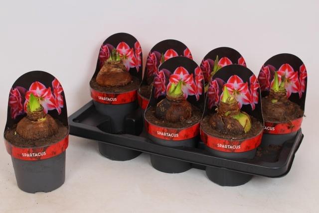 <h4>HIPP GA SPARTACUS</h4>