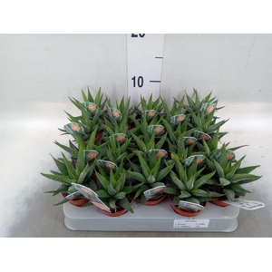 Haworthia fasciata 'Concolor'