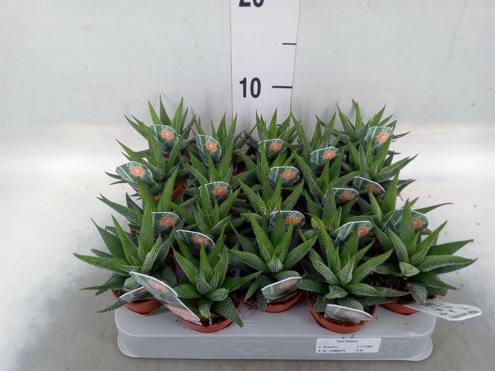 <h4>Haworthia fasciata 'Concolor'</h4>