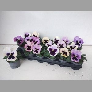 VIO WI DEL ANTIQ SUR