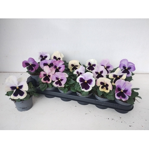 VIO WI DEL ANTIQ SUR