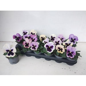 VIO WI DEL ANTIQ SUR