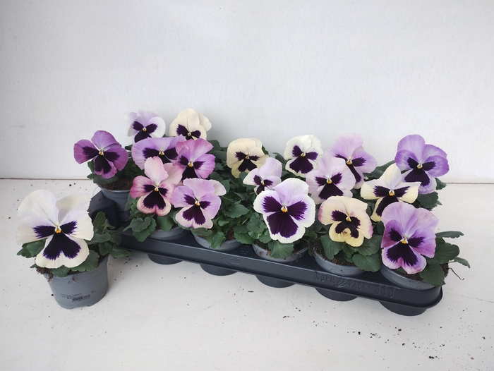 <h4>VIO WI DEL ANTIQ SUR</h4>