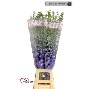 DELPH DU AUR L PURPL