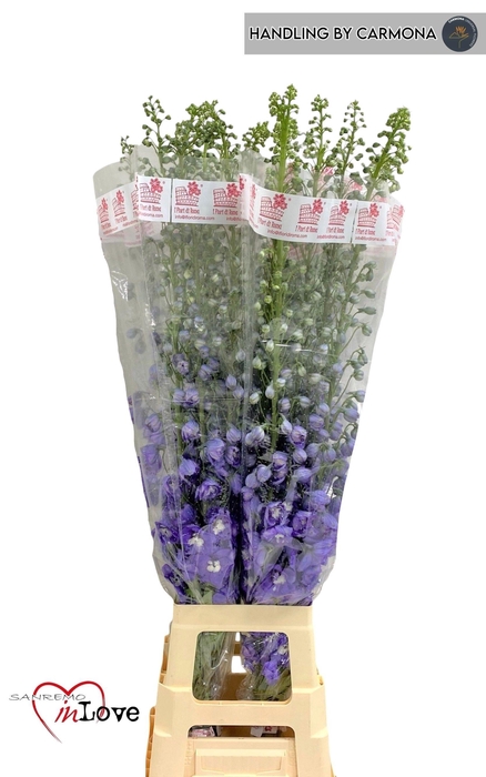 <h4>DELPH DU AUR L PURPL</h4>