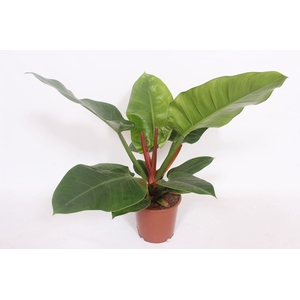 Philodendron Imperial Green