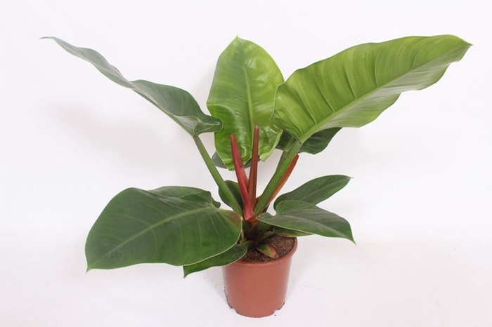 Philodendron Imperial Green