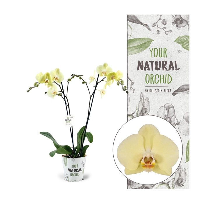 <h4>Your Natural Orchid | Cremona | Phalaenopsis 2 spike</h4>