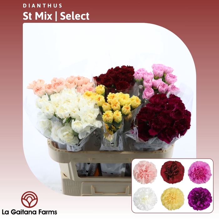 <h4>Dianthus st Mix | Select</h4>