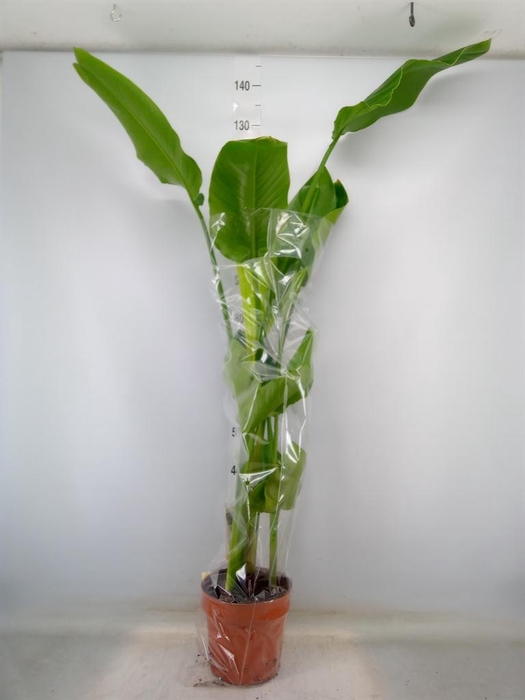 <h4>Strelitzia nicolai</h4>