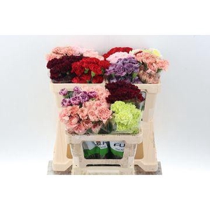 Di St Diverse novelties Ass 50cm