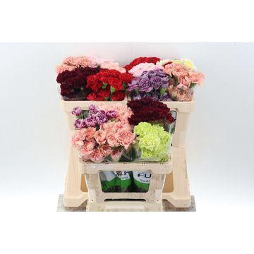 <h4>Di St Diverse novelties Ass   50cm</h4>