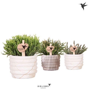 Kolibri Greens Rhipsalis mix in Marble pot mix
