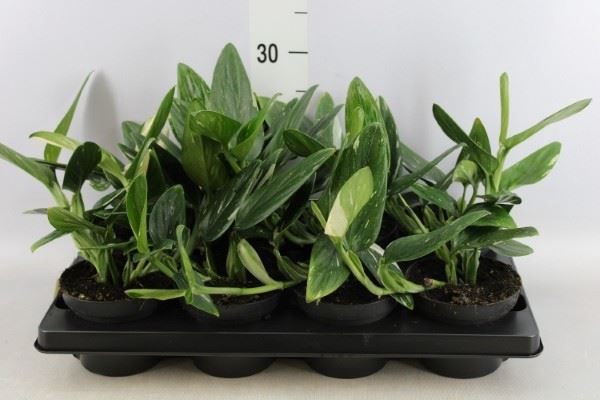 <h4>Philodendron   ...</h4>