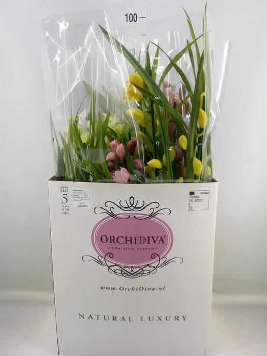 <h4>Cymbidium   ...mix</h4>