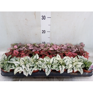 Hypoestes phyllo.   ...mix