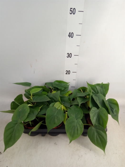 <h4>Philodendron scand.</h4>