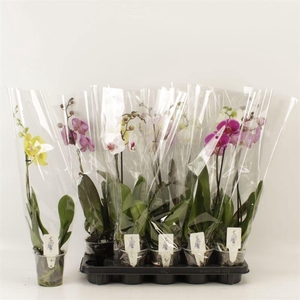 PHAL GEM 6 KL