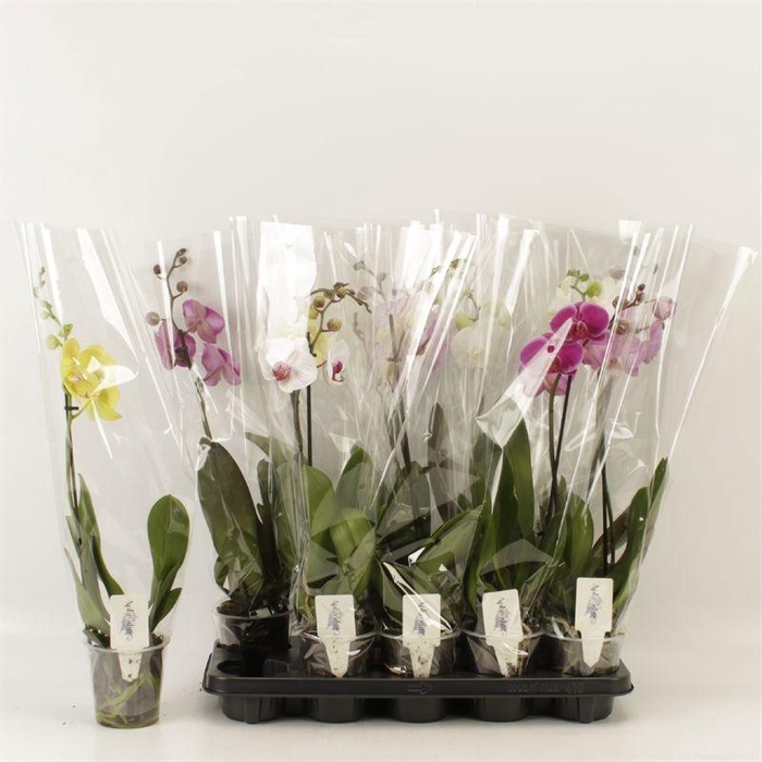 <h4>PHAL GEM 6 KL</h4>
