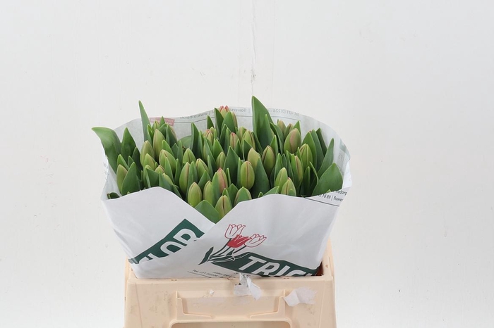 <h4>Tu En Carola</h4>