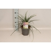 vaste planten 19 cm  Kniphofia Pyromania Backdraft