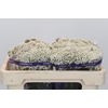Ozothamnus Cooks Snow White