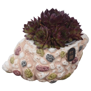 Arr.  Sempervivum L%
