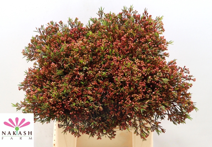 <h4>Chame Un Vega Blad</h4>