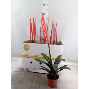 Vriesea  'Era'