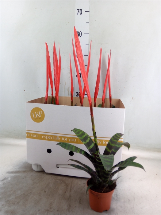 <h4>Vriesea  'Era'</h4>