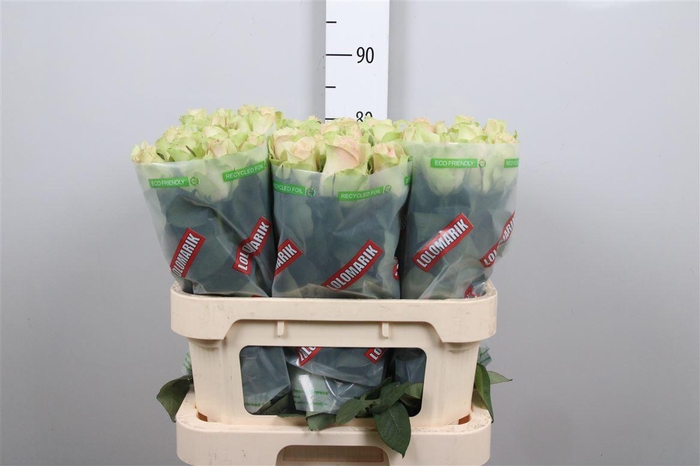 <h4>R Gr La Belle</h4>