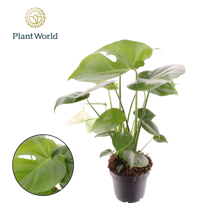 <h4>Monstera deliciosa</h4>
