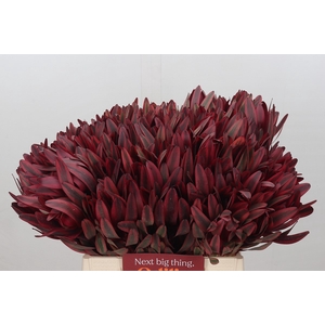 Leucadendron Jester