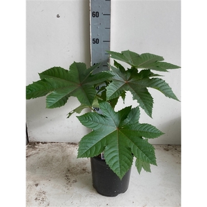 Ricinus wonderboom