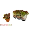 Kalanchoe Thyrsifl In Terra Cotta