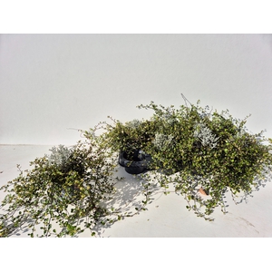 LEUCOPH BROWNII