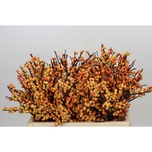 Ilex verticillata cresgold