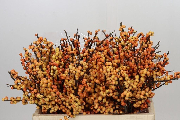 <h4>Ilex verticillata cresgold</h4>