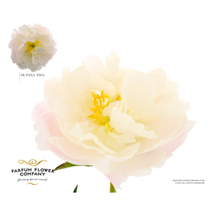 Paeonia In Full Sail