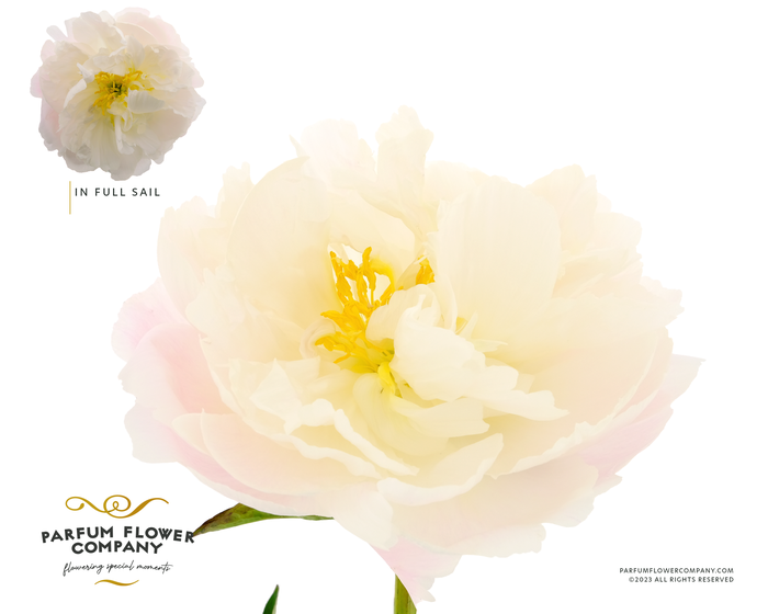 Paeonia In Full Sail