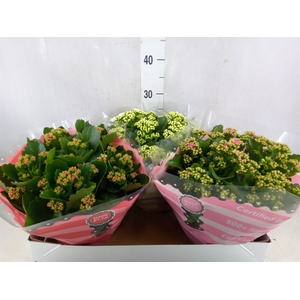 Kalanchoe blos.   ..rosebud mix  5
