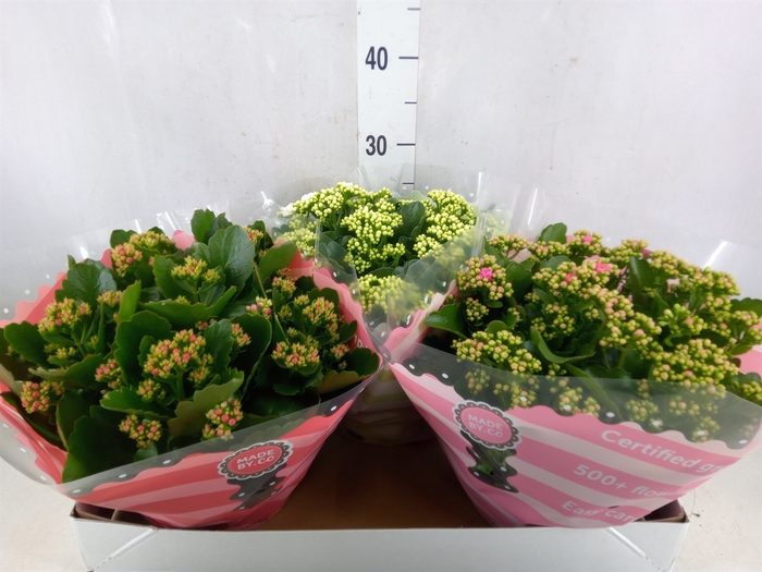<h4>Kalanchoe blos.   ..rosebud mix  5</h4>