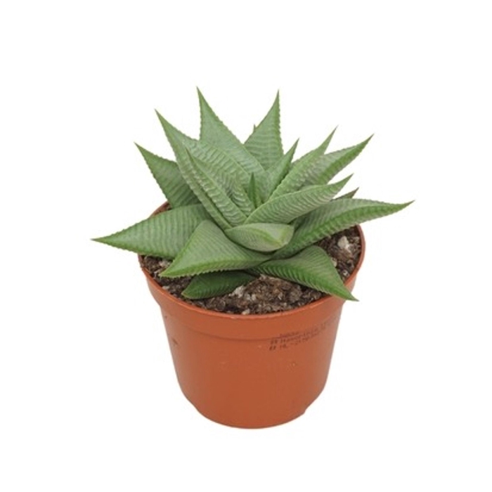 <h4>Haworthia limifolia Roux</h4>