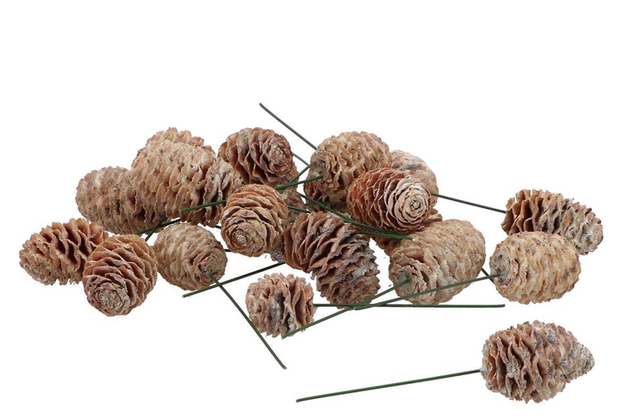 Pick Nature Pinecone Murri White P/100