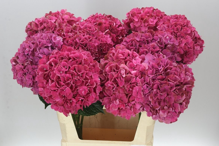 <h4>Hyd Ruby Pink</h4>