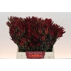 Leucadendron Blush Spray